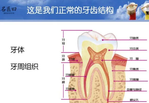 牙体牙周组织.png