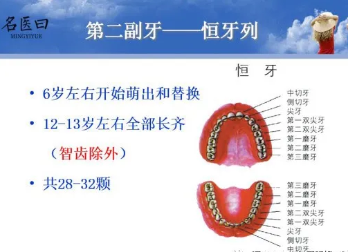 恒牙.png
