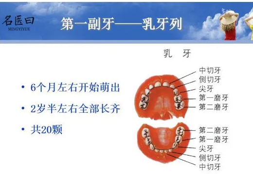 乳牙列.png